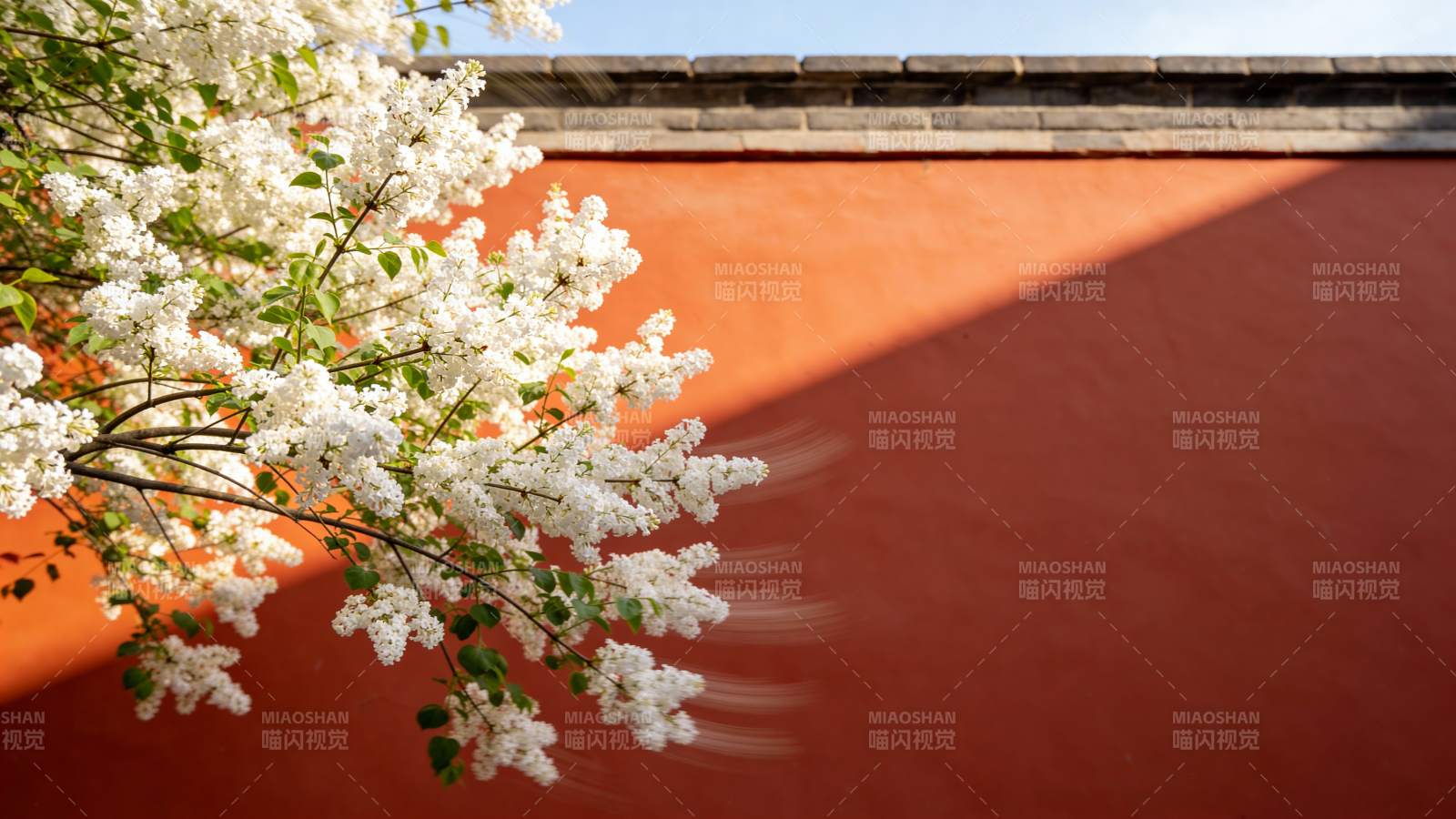 樱花映红墙图片