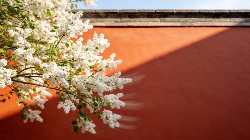 樱花映红墙图片