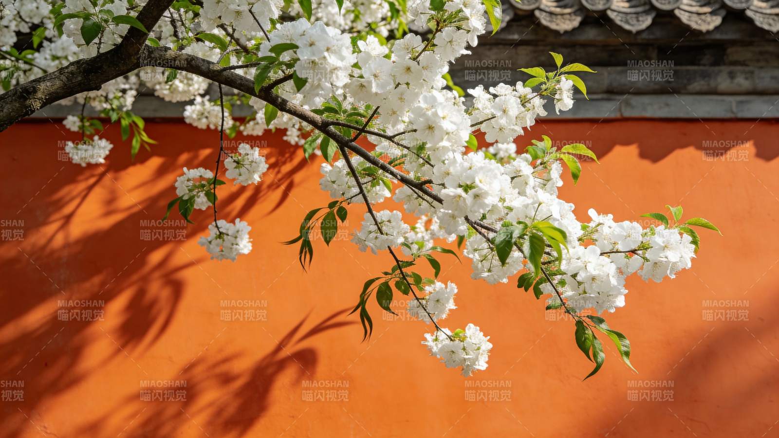 樱花映红墙图片