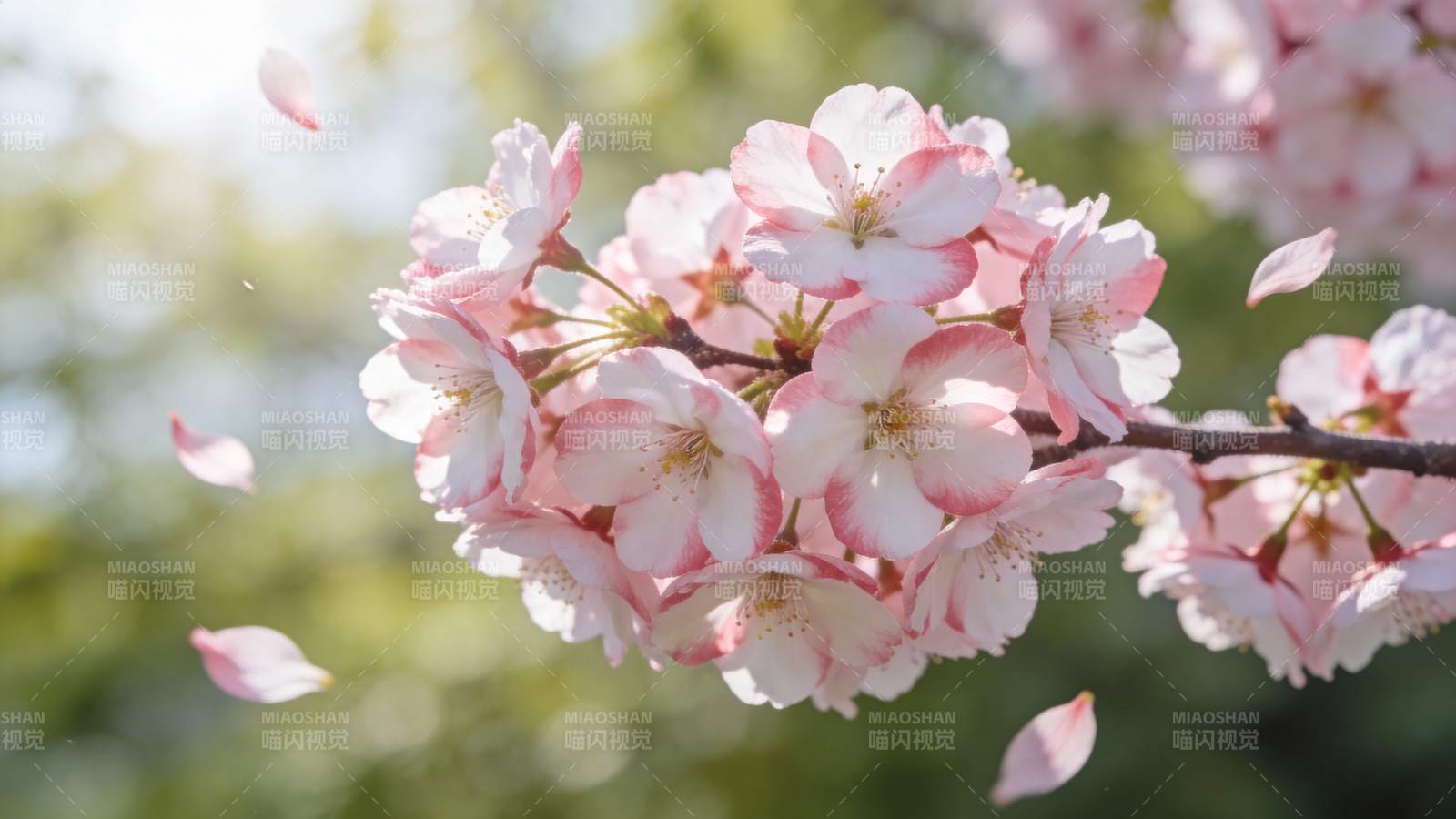 樱花绽放 春意盎然图片