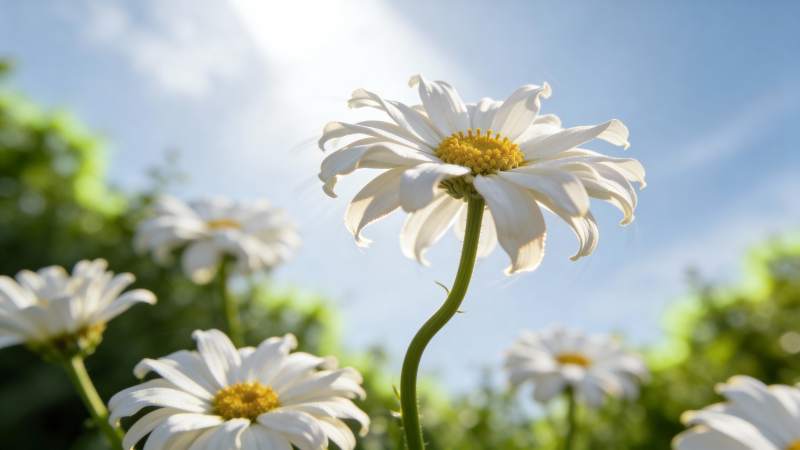 雏菊迎风绽放图片