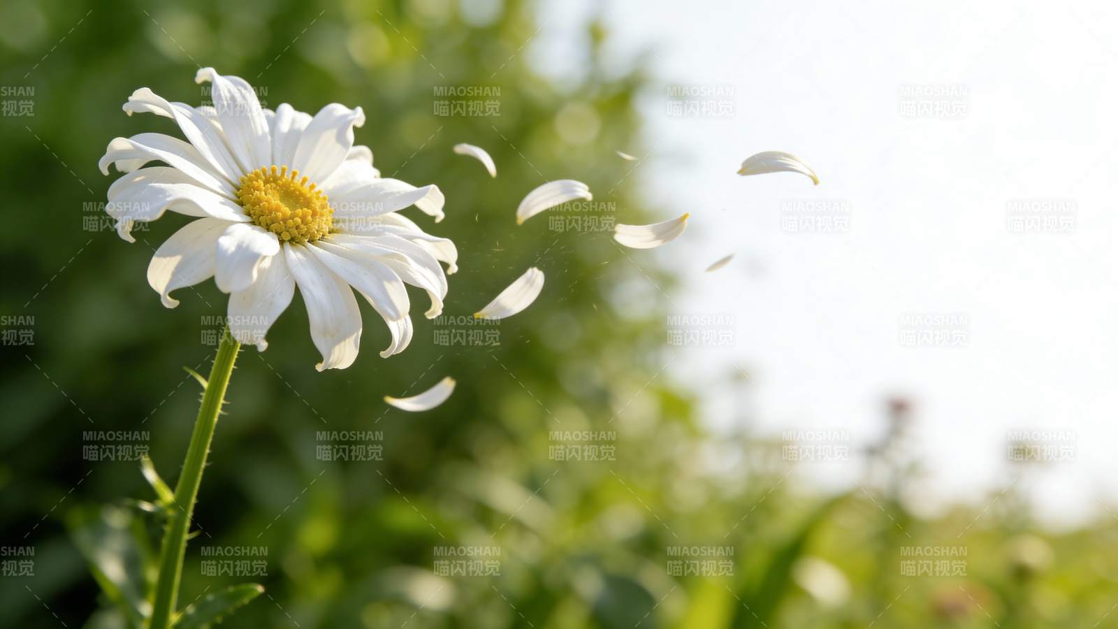 花瓣飘飞的雏菊图片