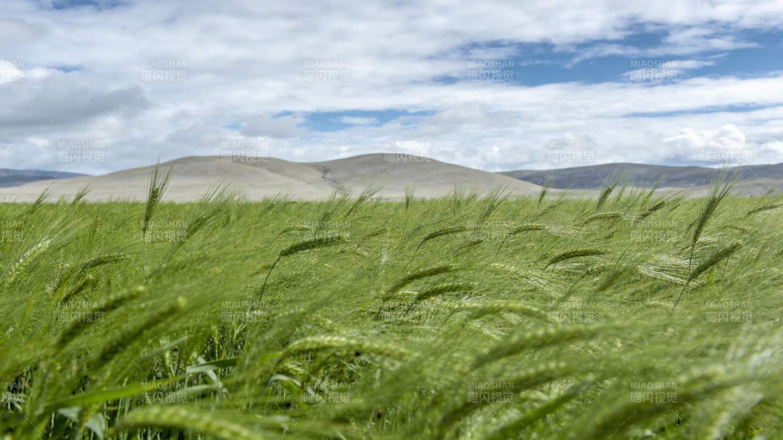 绿野麦浪迎风舞图片