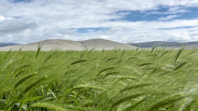 绿野麦浪迎风舞图片