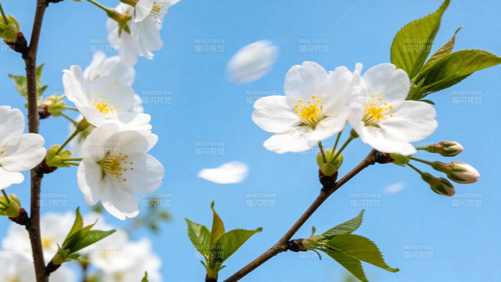 樱花绽放春意浓图片