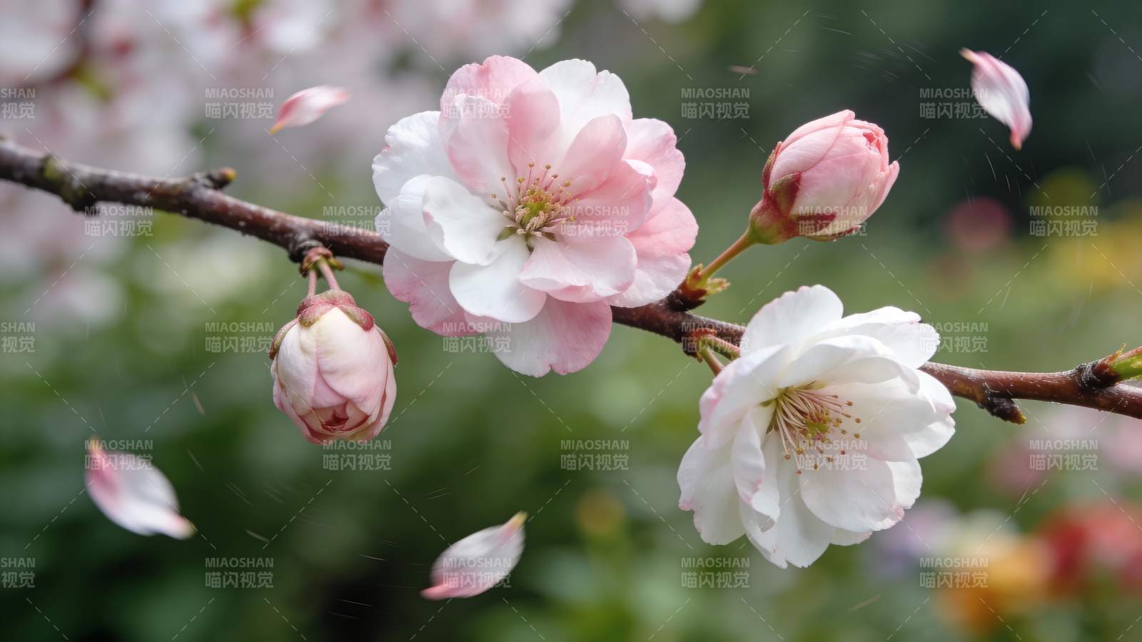 樱花绽放 花瓣飘落图片