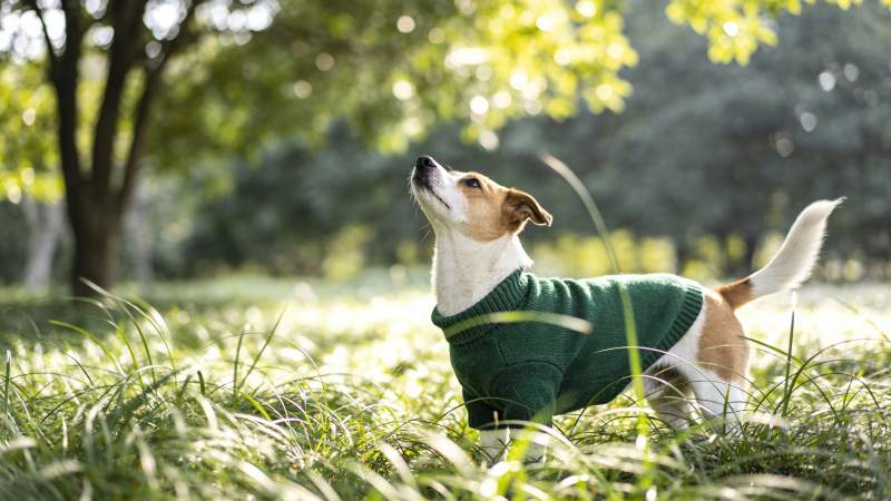 绿衣小狗草地上仰望图片