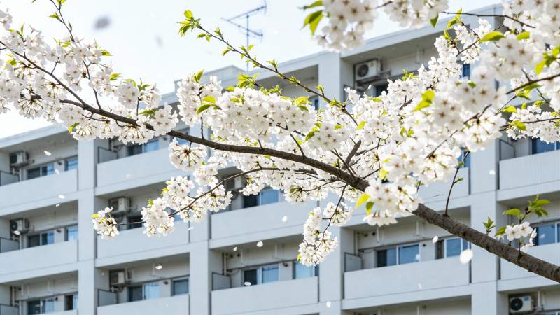 樱花绽放校园图片