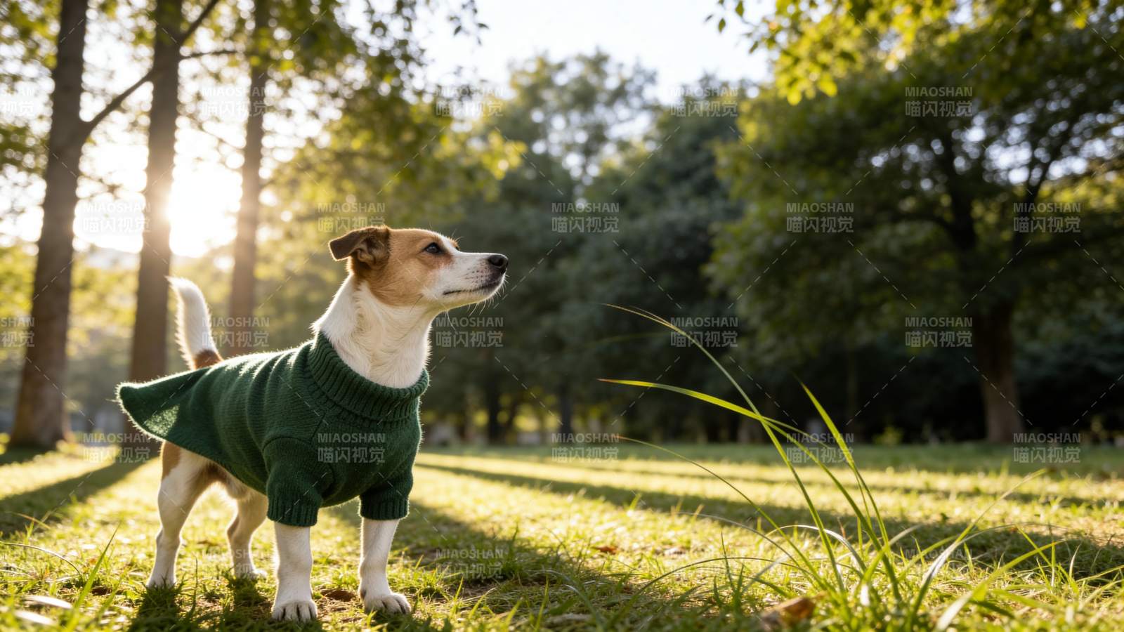 阳光下的狗狗穿搭图片