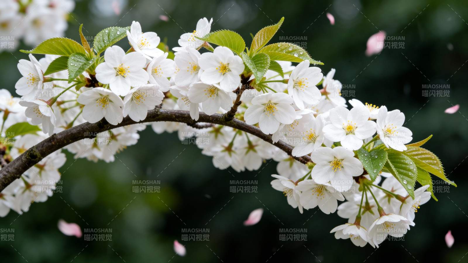 樱花绽放 春意盎然图片