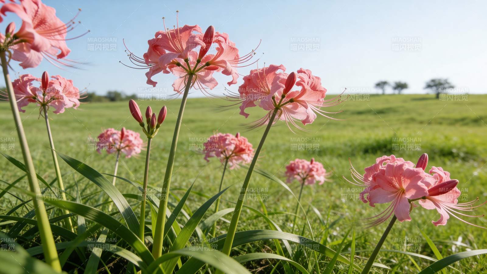 粉花绿野春景图片