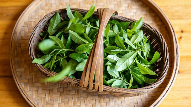 新鲜茶叶入篮中图片