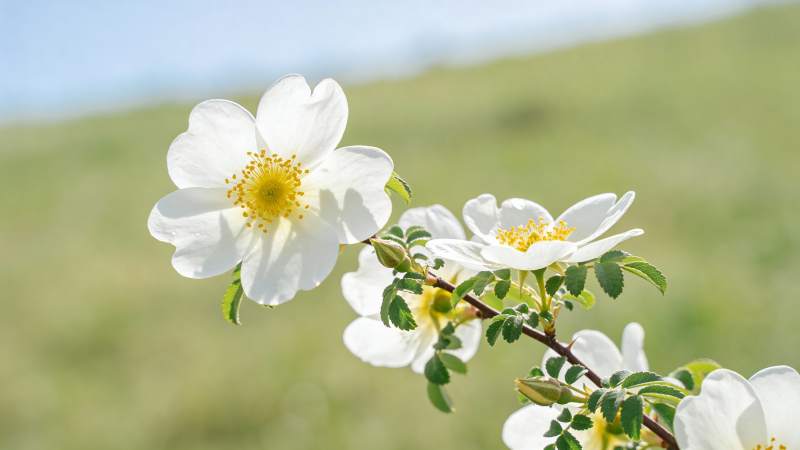 野蔷薇绽放图片