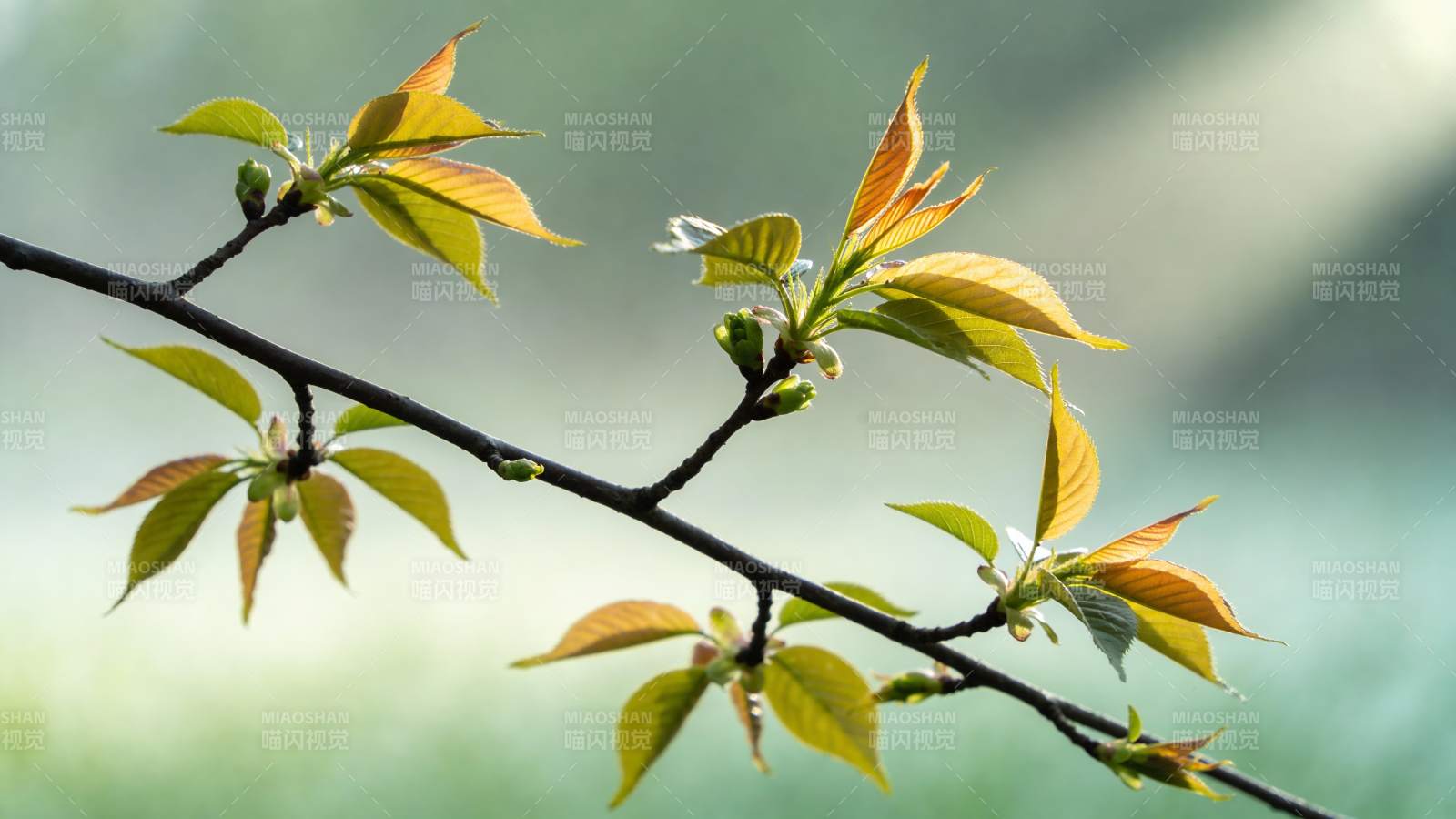 新叶初绽春意浓图片