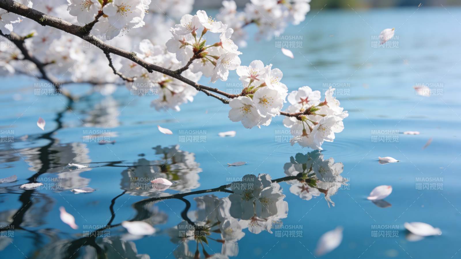 樱花映水 春意盎然图片