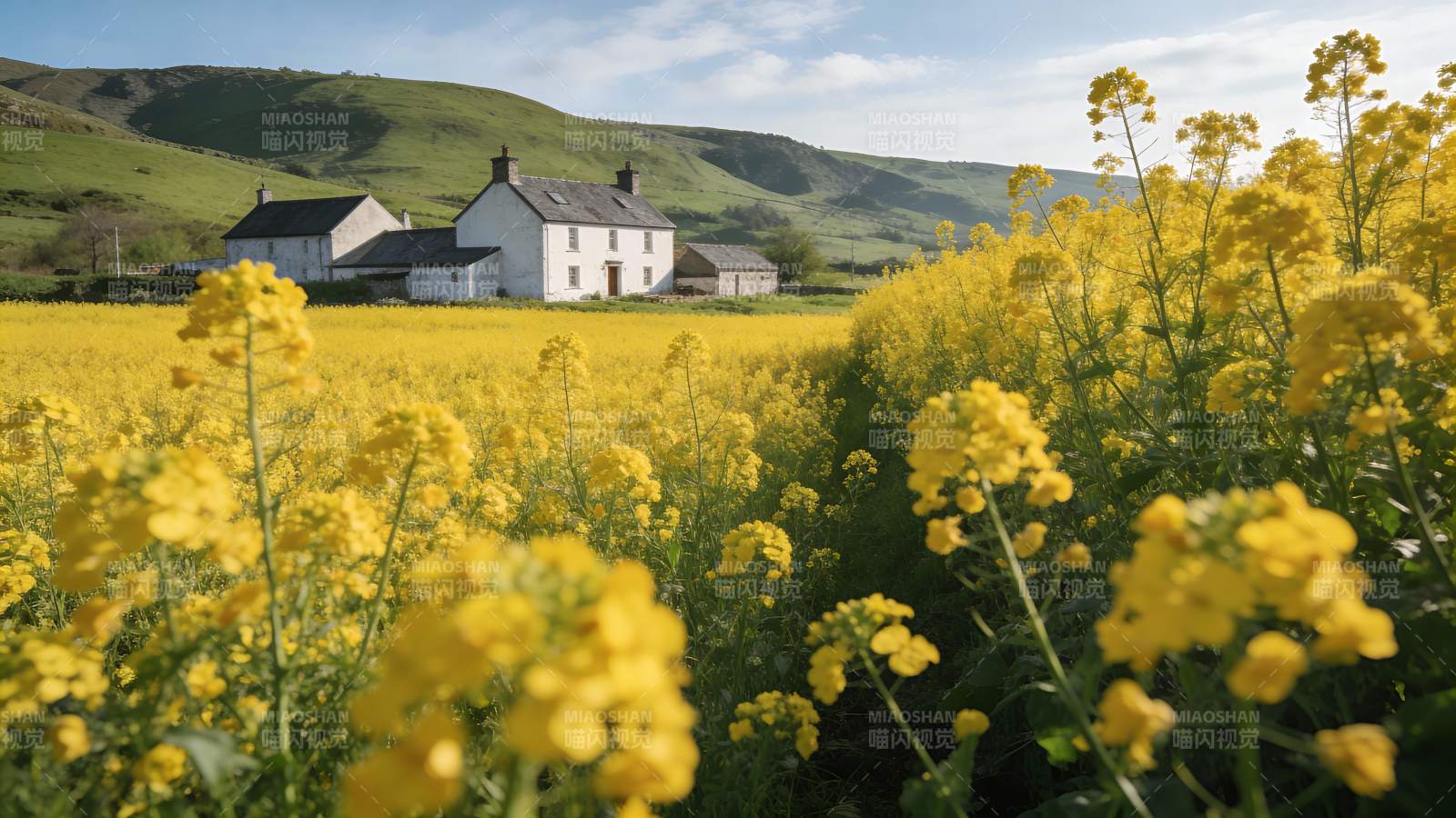 田园黄花映农舍图片