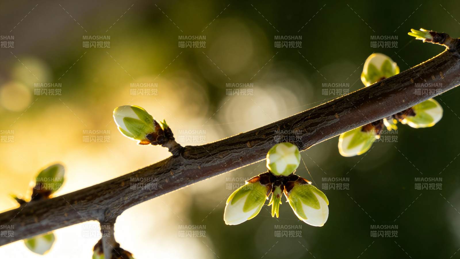 春枝初绽花苞图片