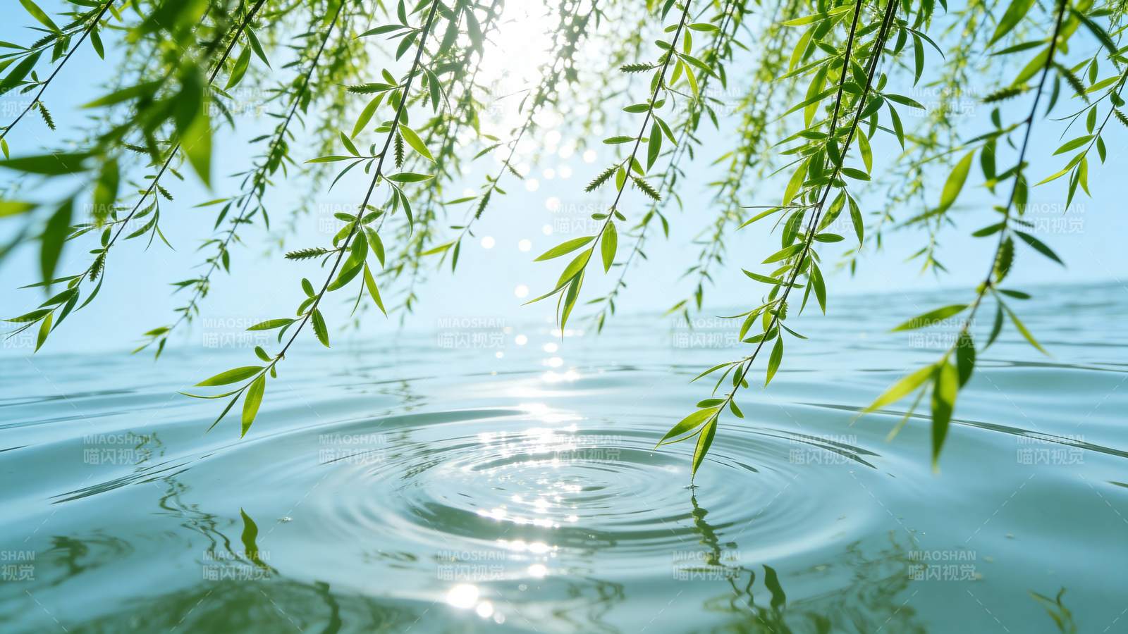 柳枝轻拂水面图片