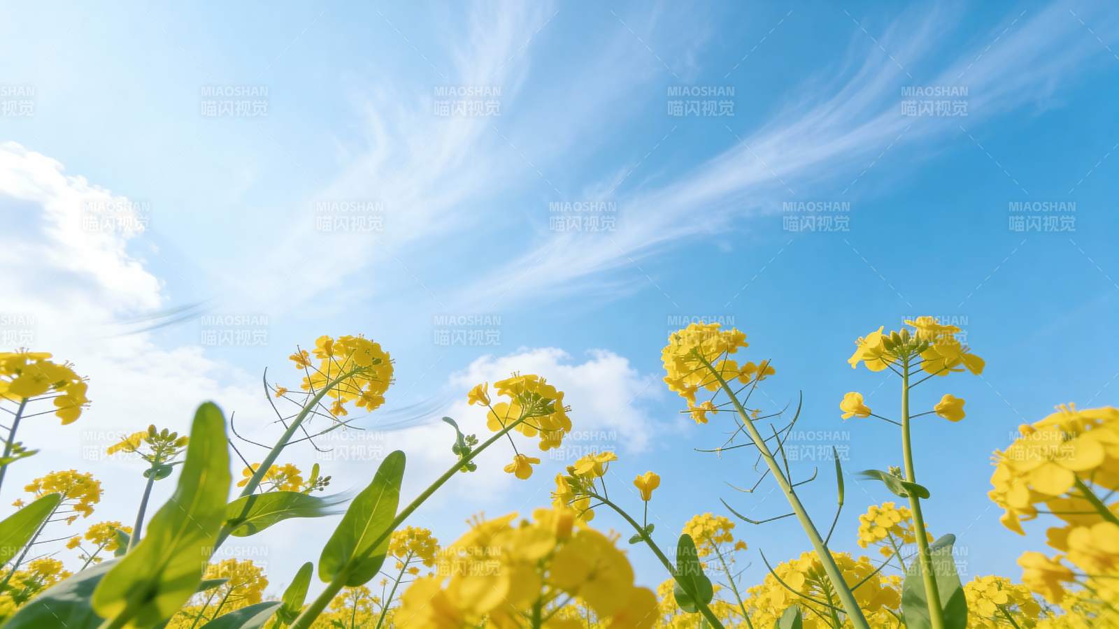 油菜花海蓝天图片