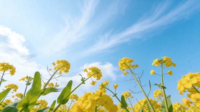 油菜花海蓝天图片