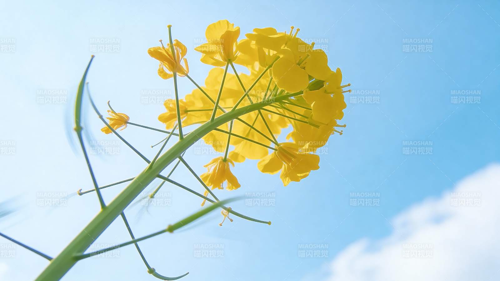 油菜花迎风绽放图片