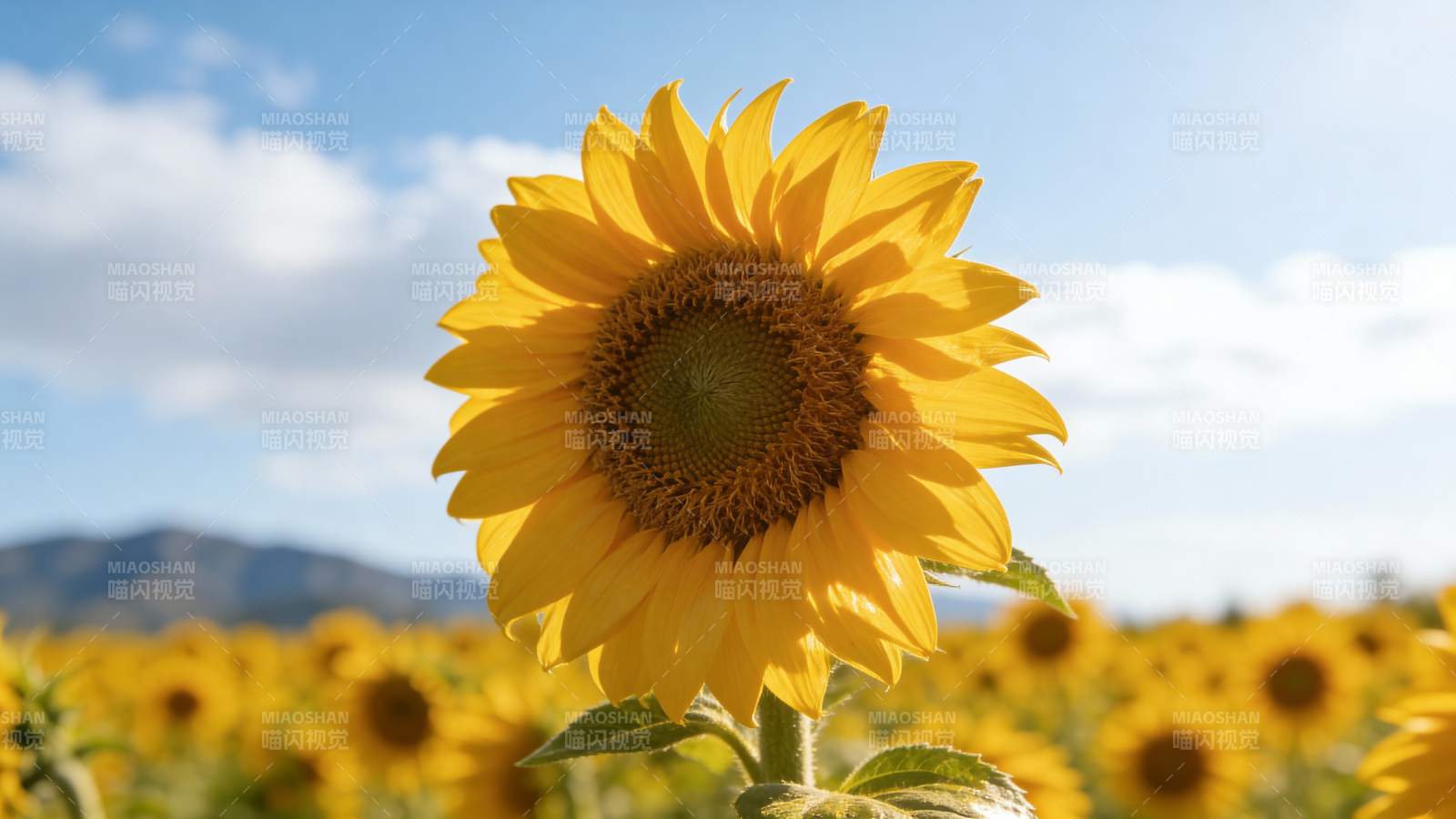 向日葵花海绽放图片