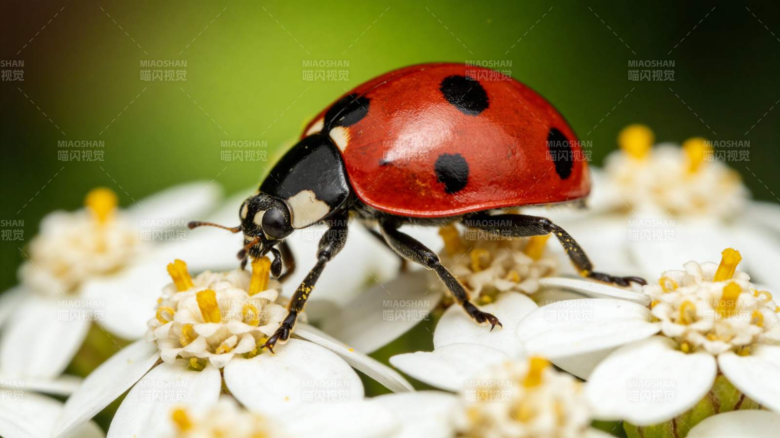 瓢虫采蜜花丛中图片