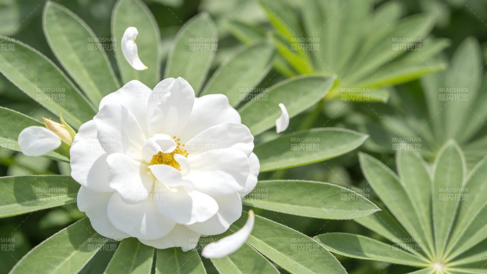 洁白花朵绽放绿叶间图片