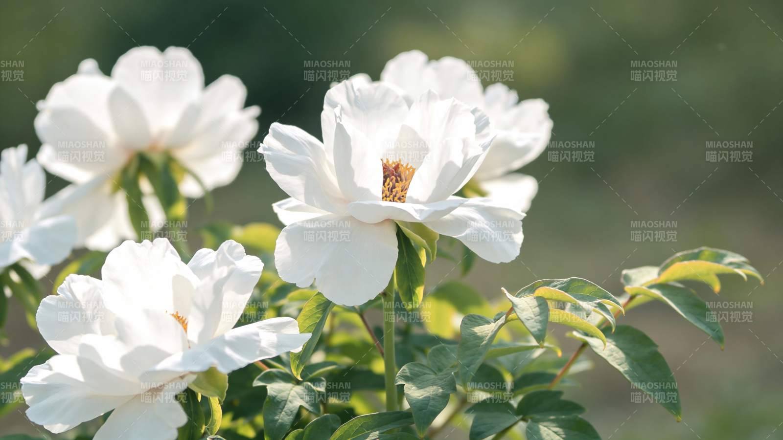 白玫瑰绽放图片