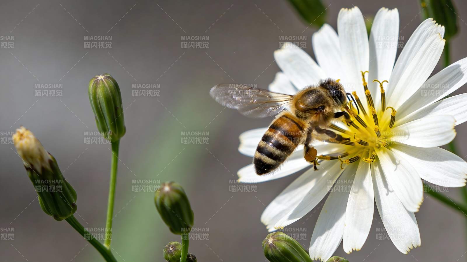 蜜蜂采蜜花丛中图片