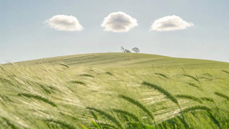 麦浪轻拂 云影悠然图片
