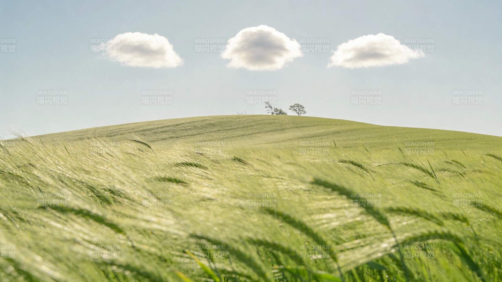 麦浪轻拂 云影悠然图片