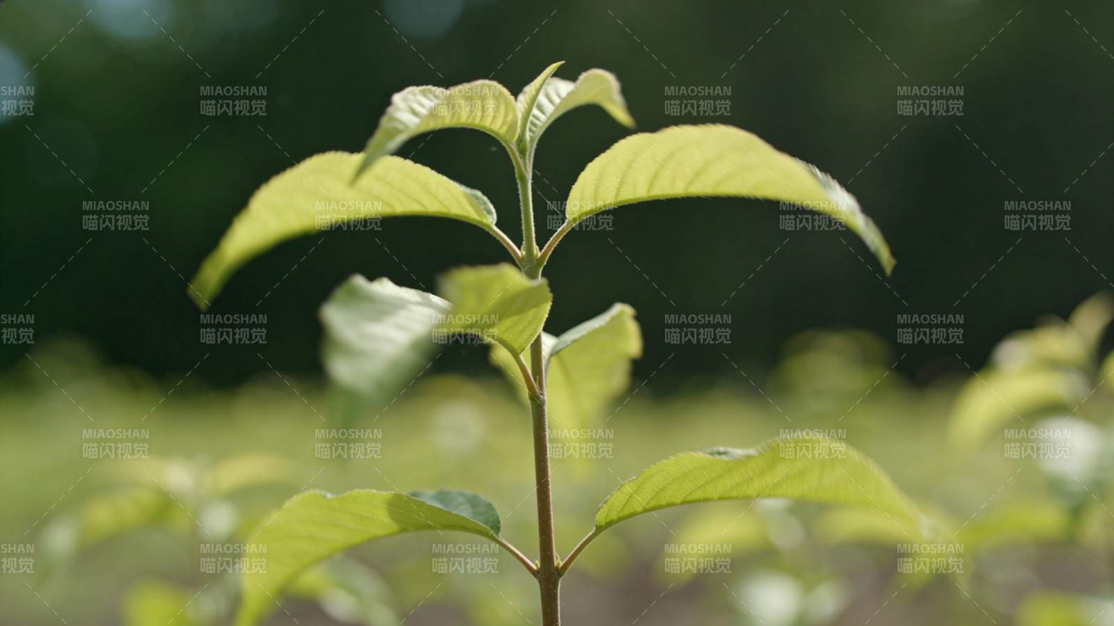 绿叶新生图片
