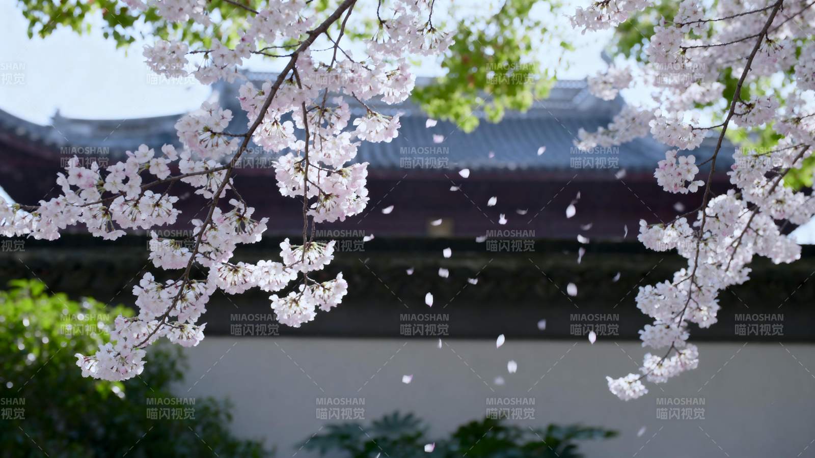 樱花纷飞 古建筑映衬图片