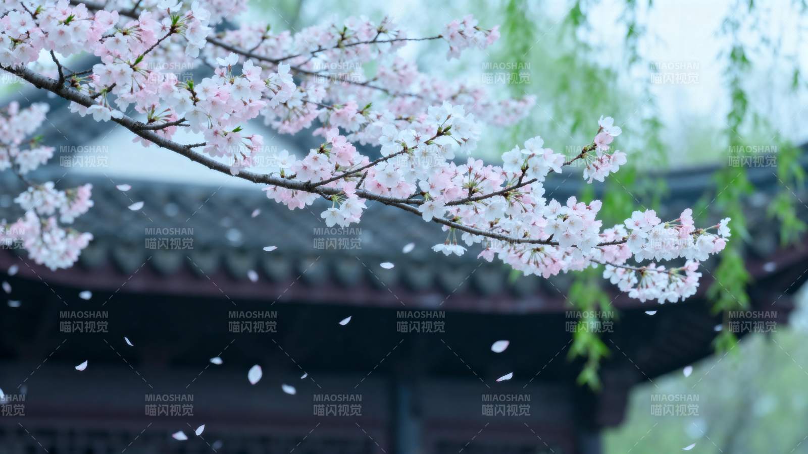 樱花飘落古亭前图片