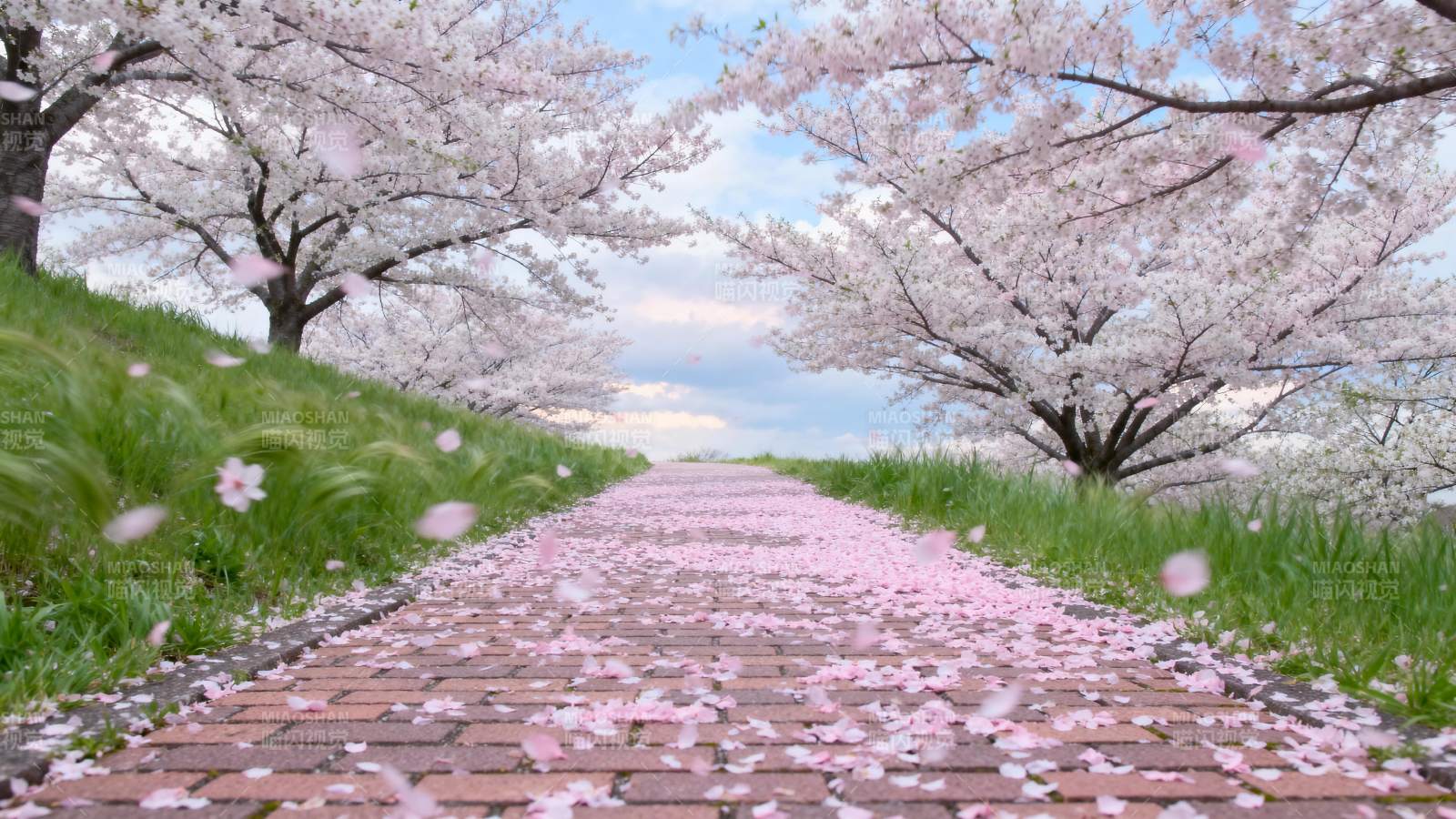 樱花小径图片