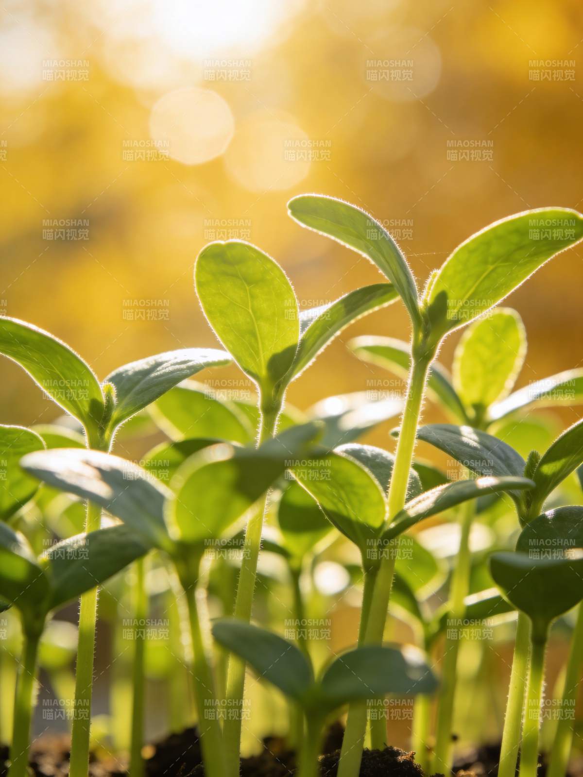 嫩芽迎光生长图片