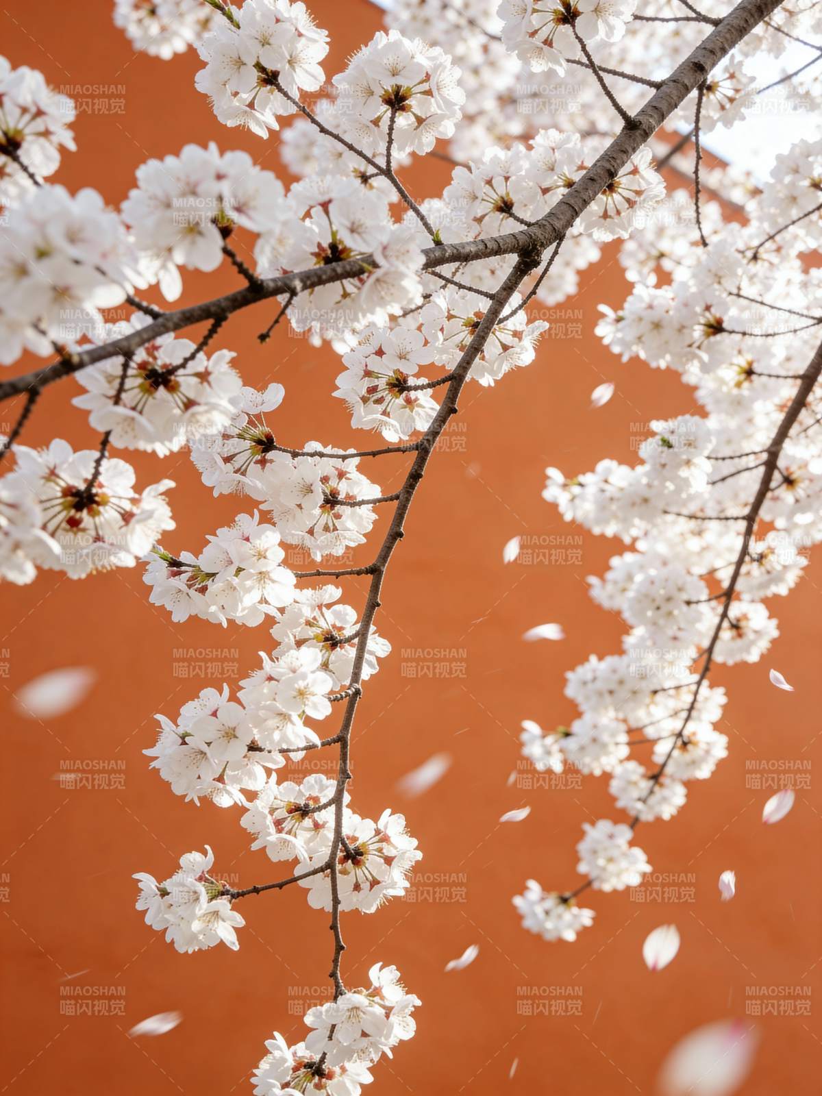 樱花纷飞 春意盎然图片