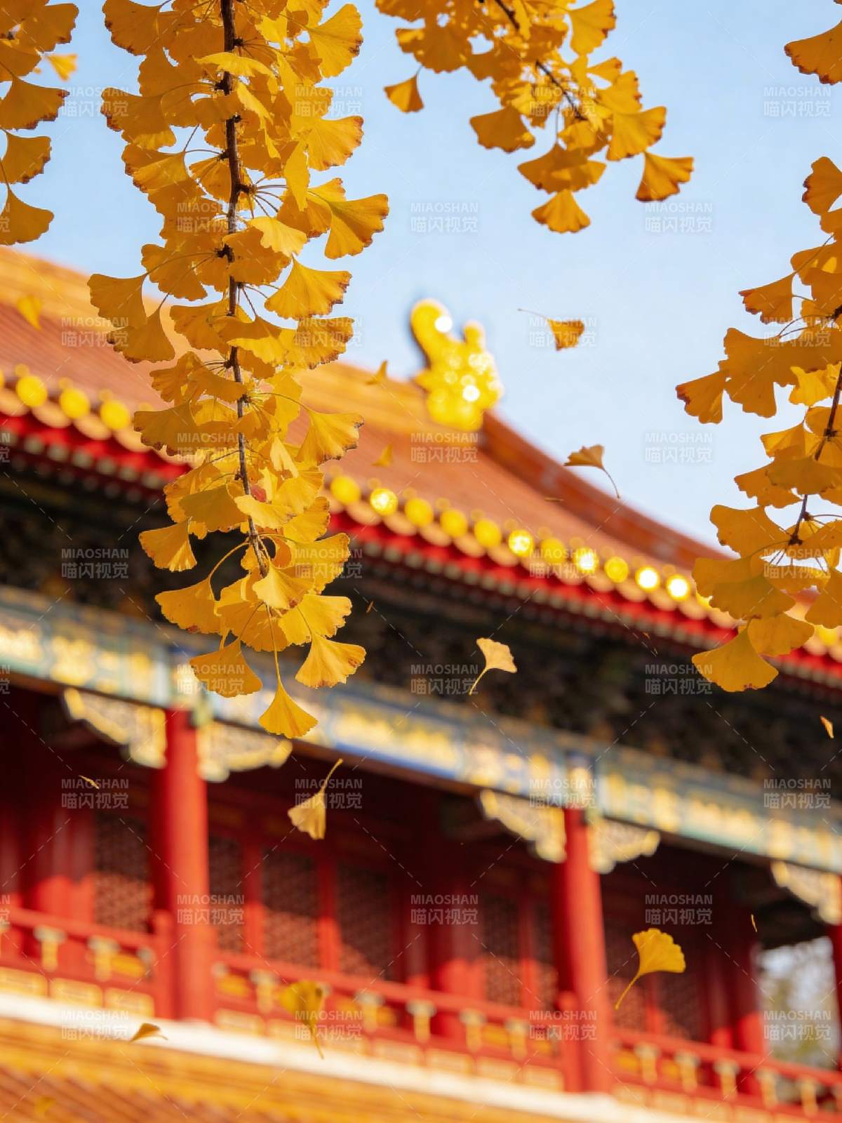 秋叶映古殿图片