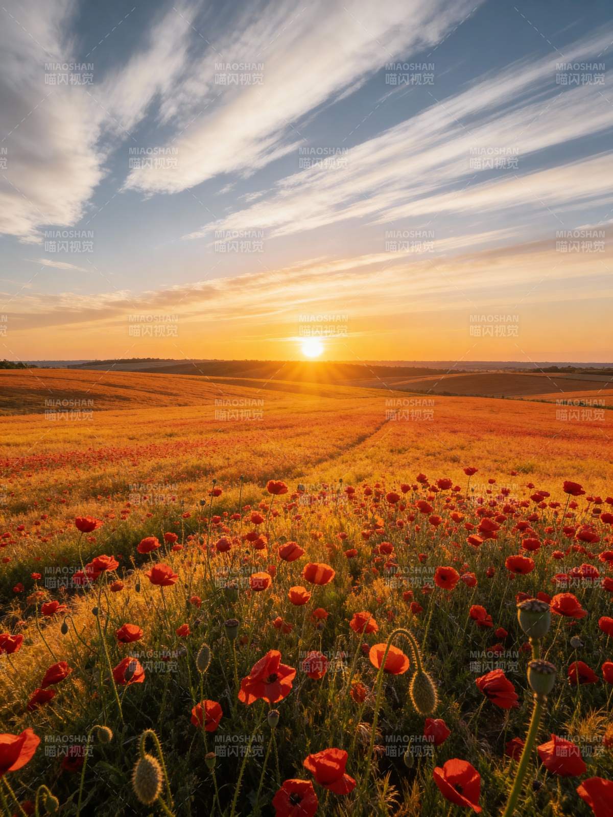 夕阳下的罂粟花海图片