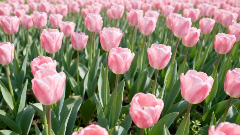 粉红郁金香花海图片