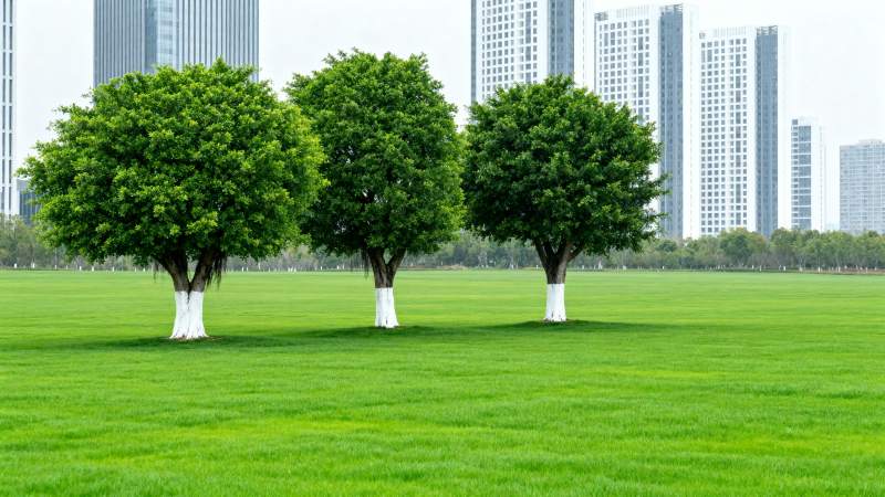 绿树成行 城市绿洲图片