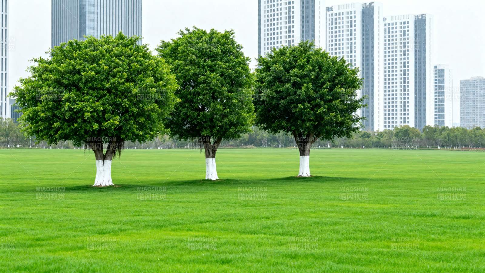 绿树成行 城市绿洲图片