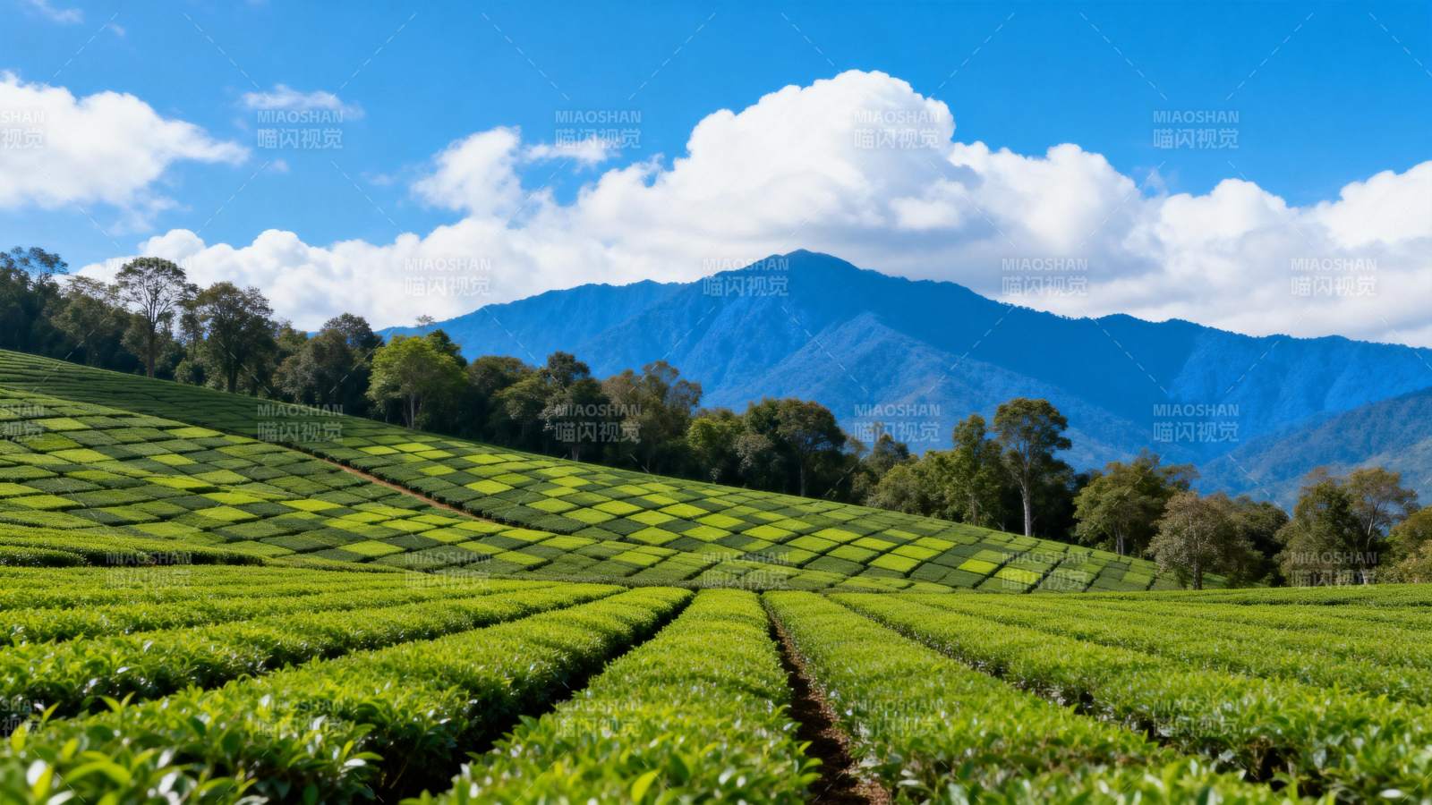 茶园山景图片