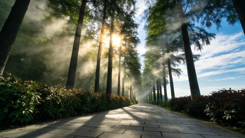 晨雾林间小径图片
