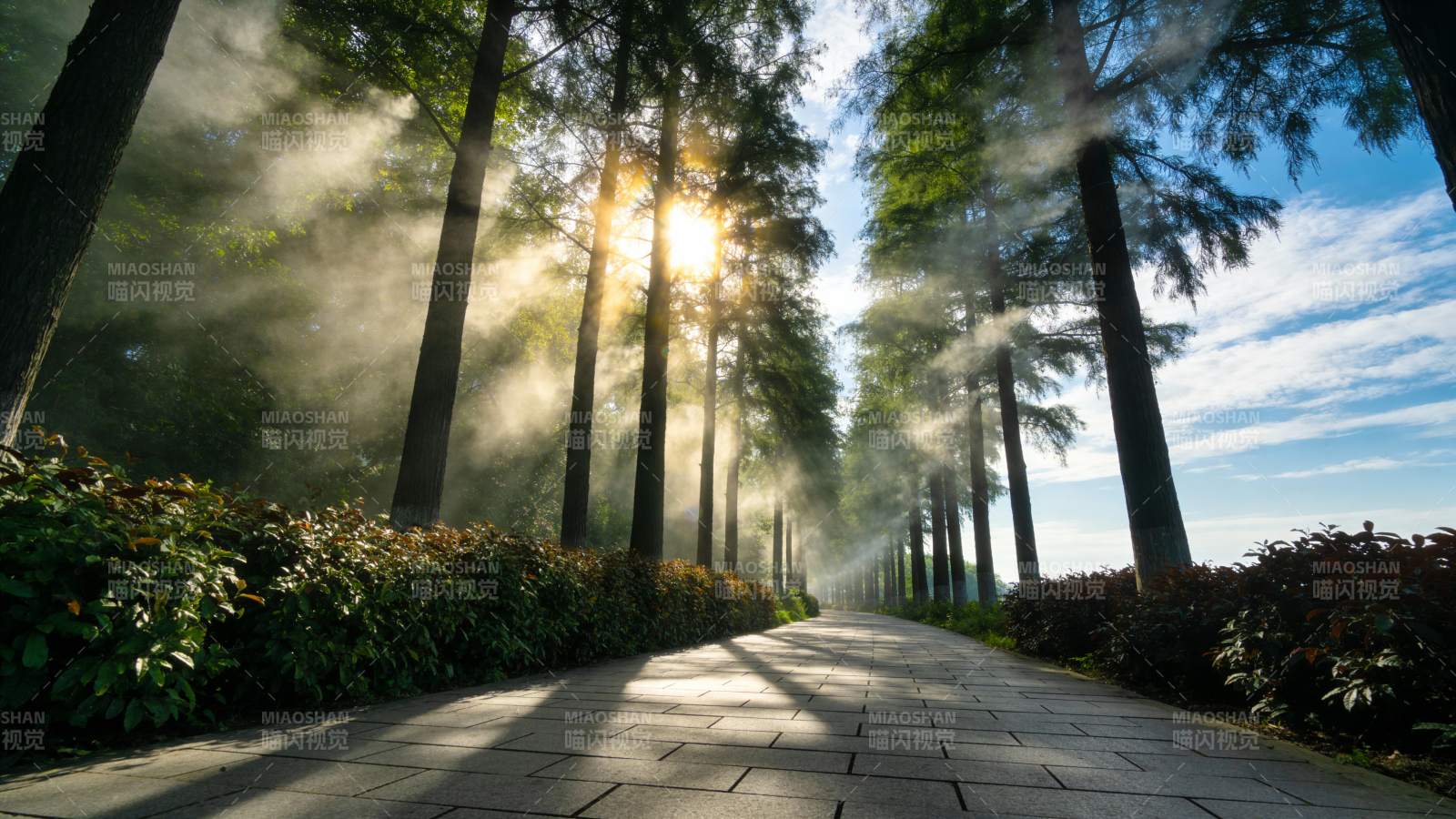 晨雾林间小径图片
