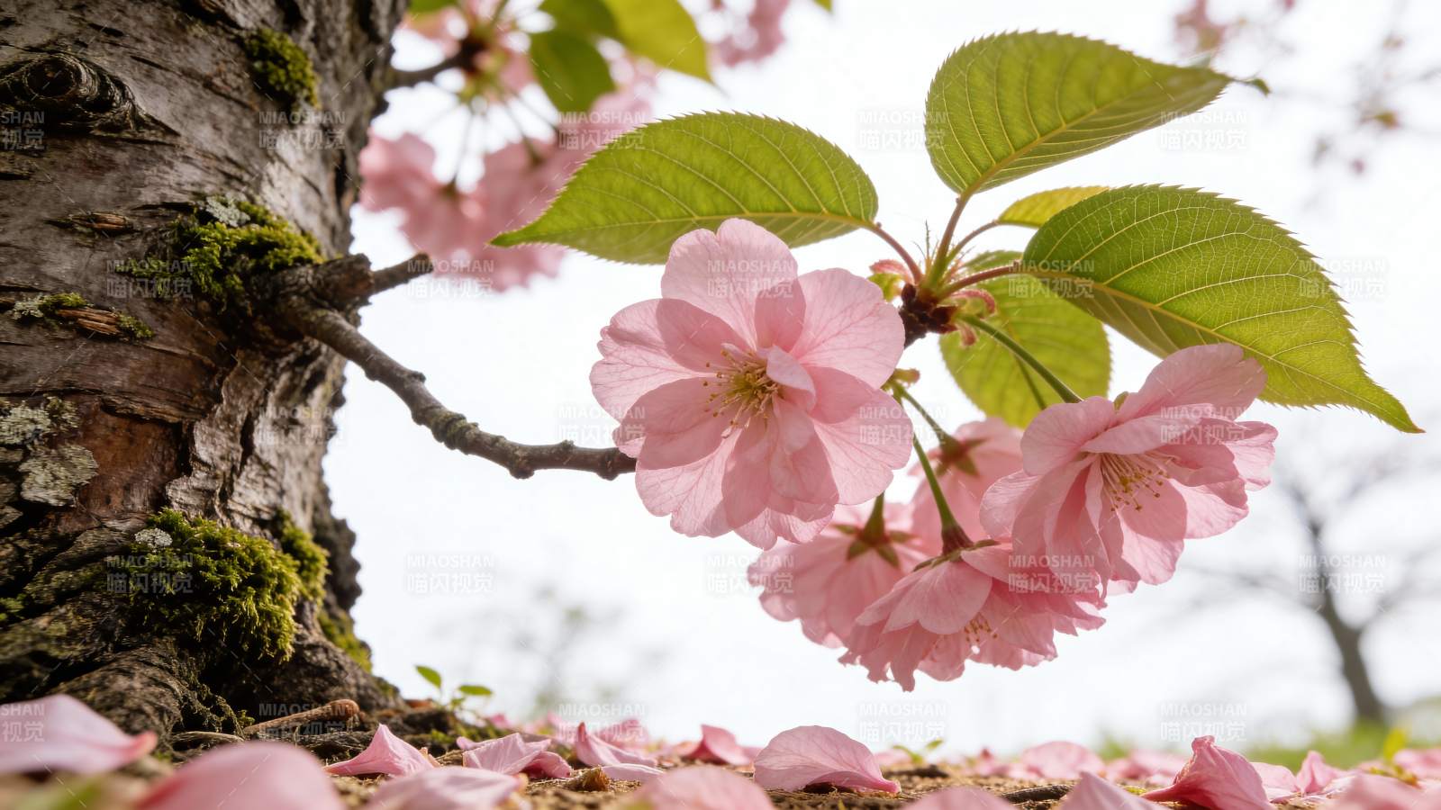 樱花绽放春意浓图片