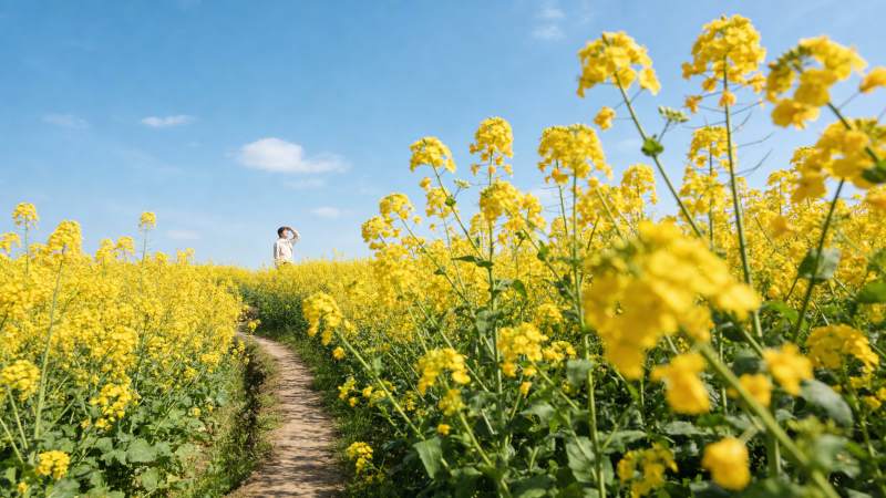 油菜花田小径图片