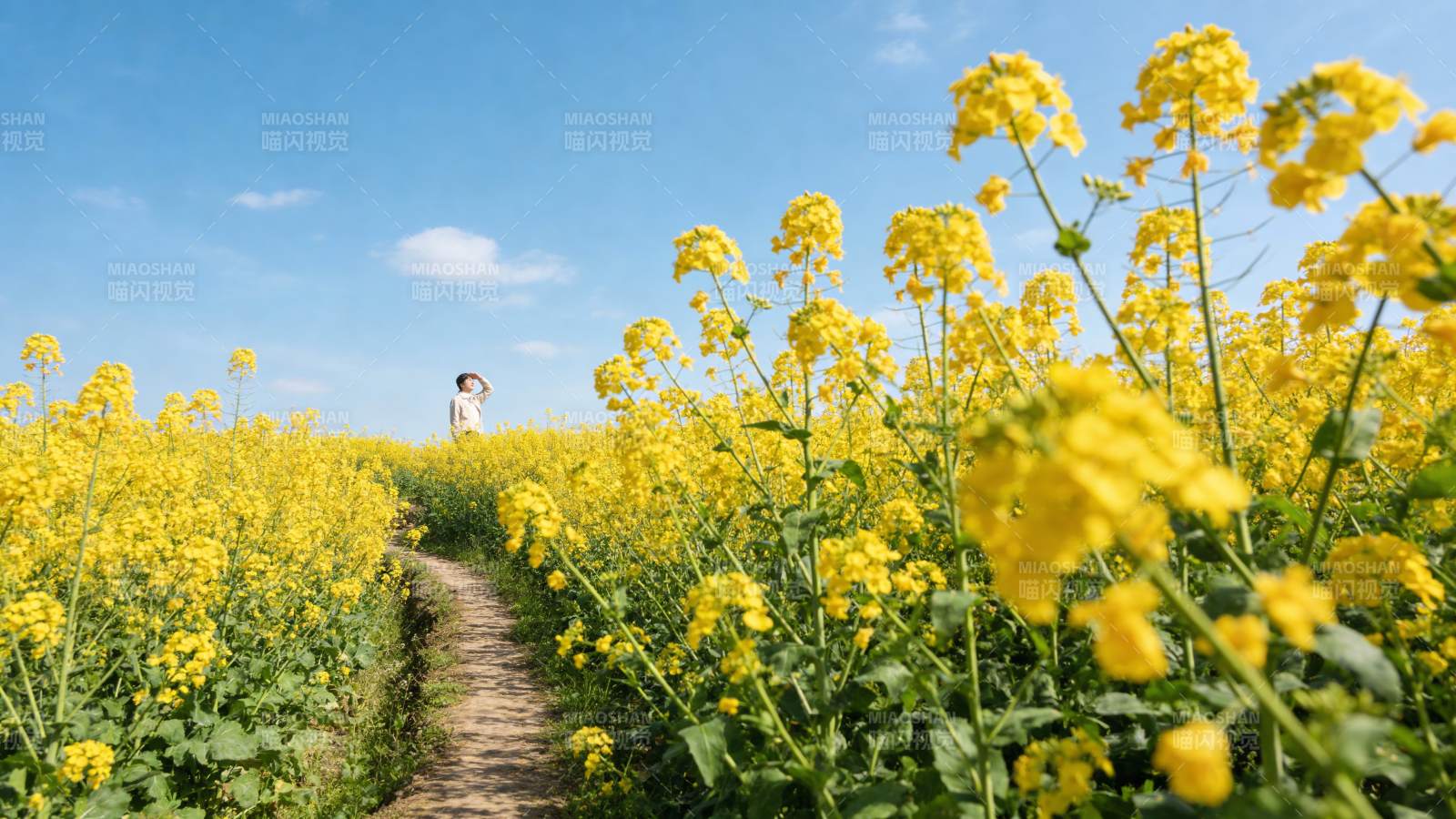 油菜花田小径图片