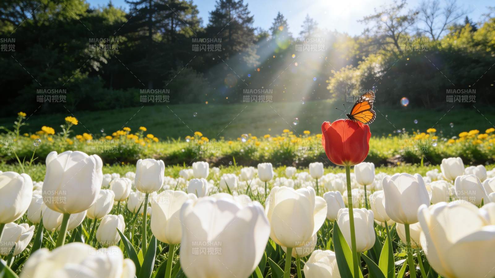 蝶舞花海 春光无限图片